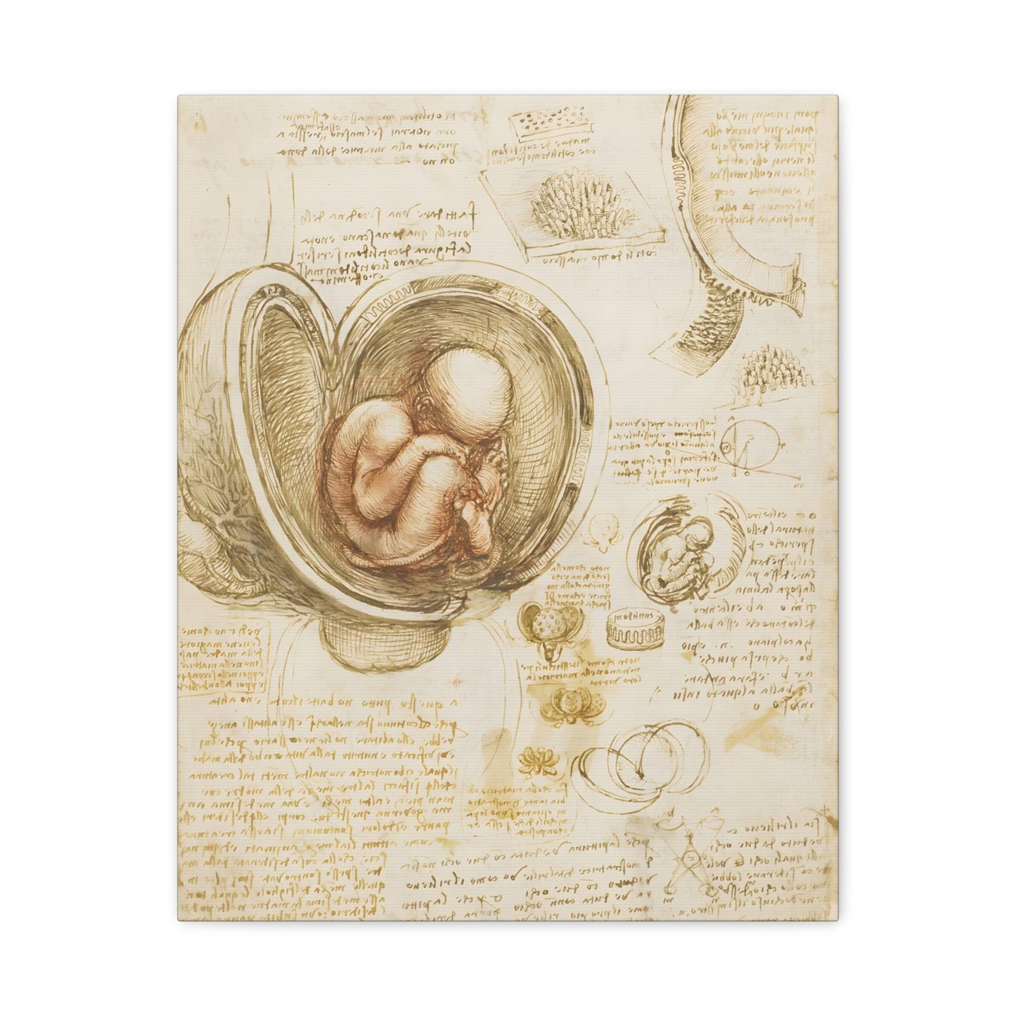 Studies of the Fetus in the Womb By Leonardo da Vinci