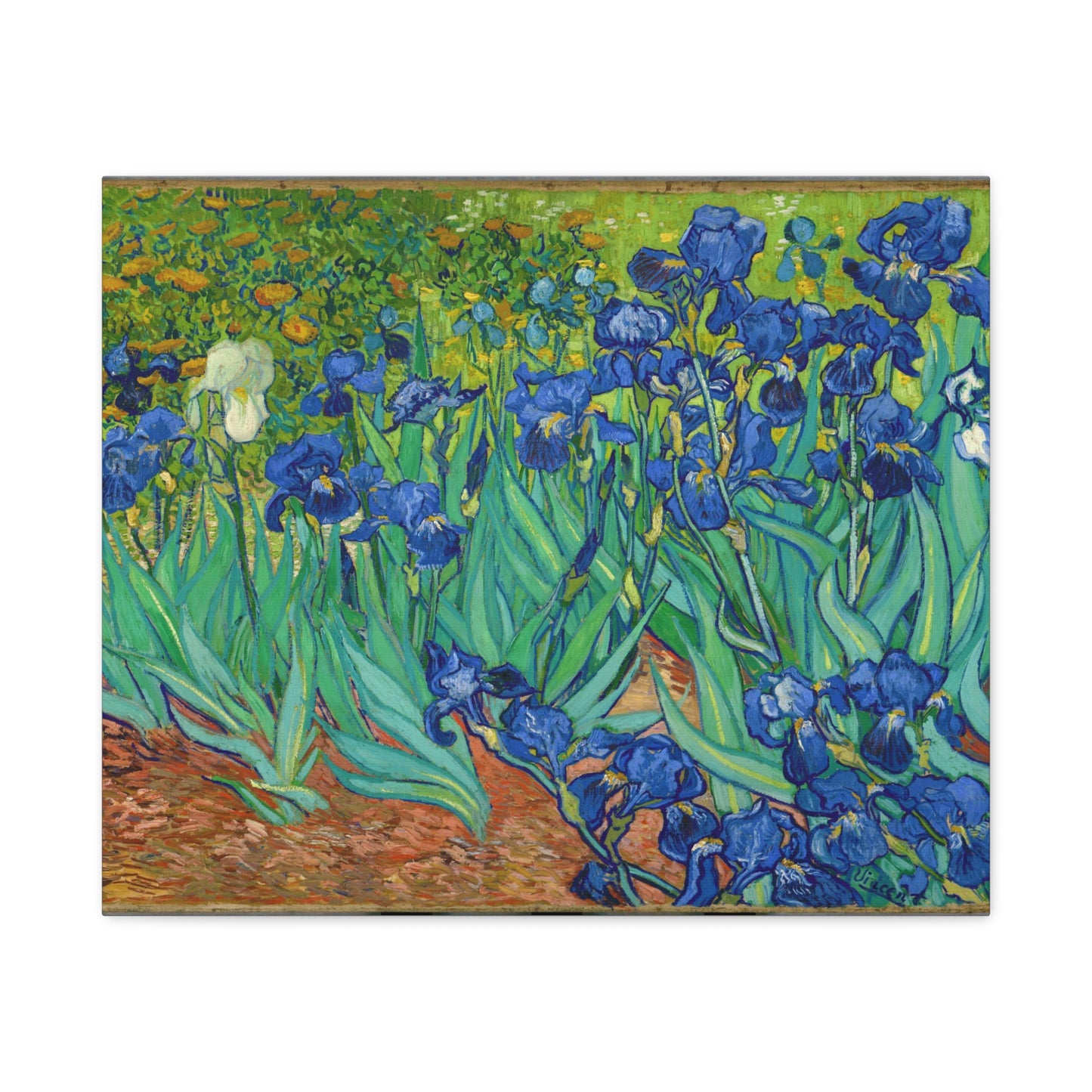 Irises By Vincent van Gogh