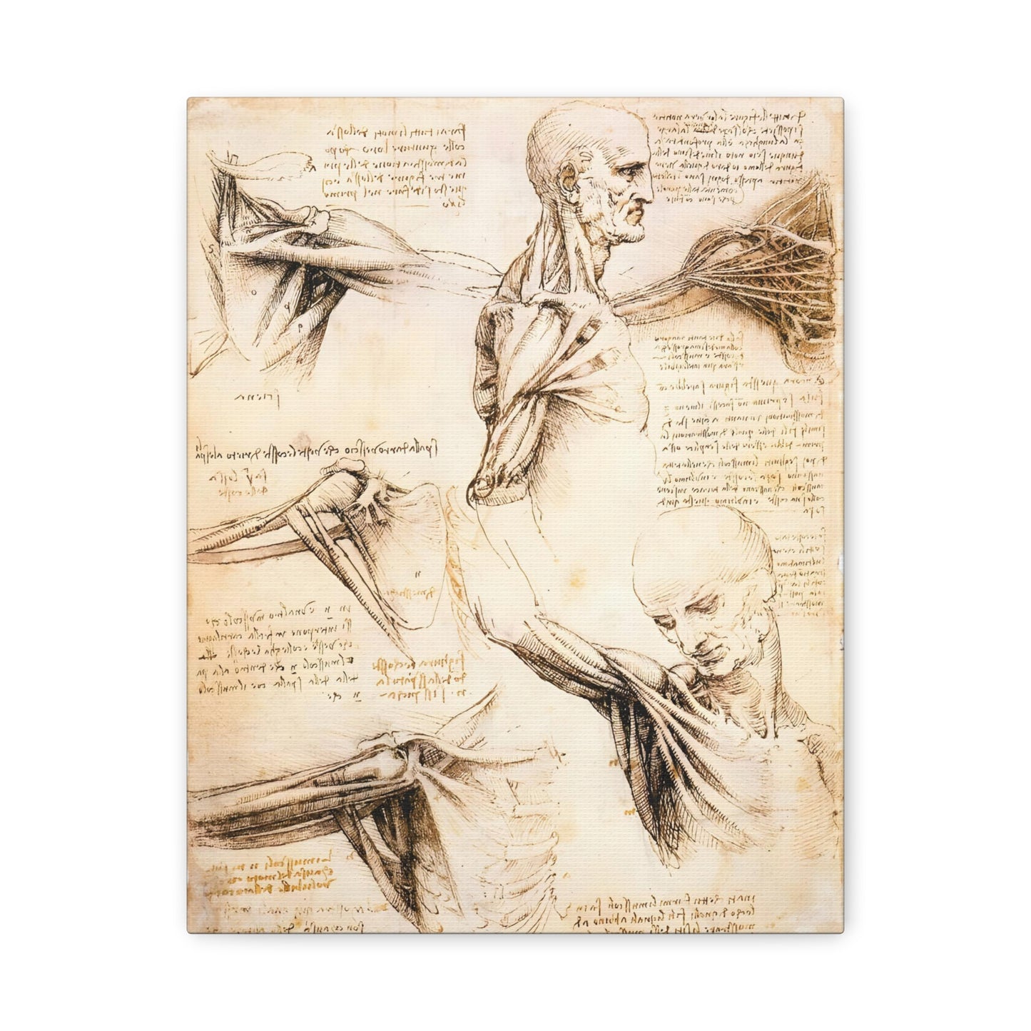 Anatomical Studies of the Shoulder By Leonardo da Vinci