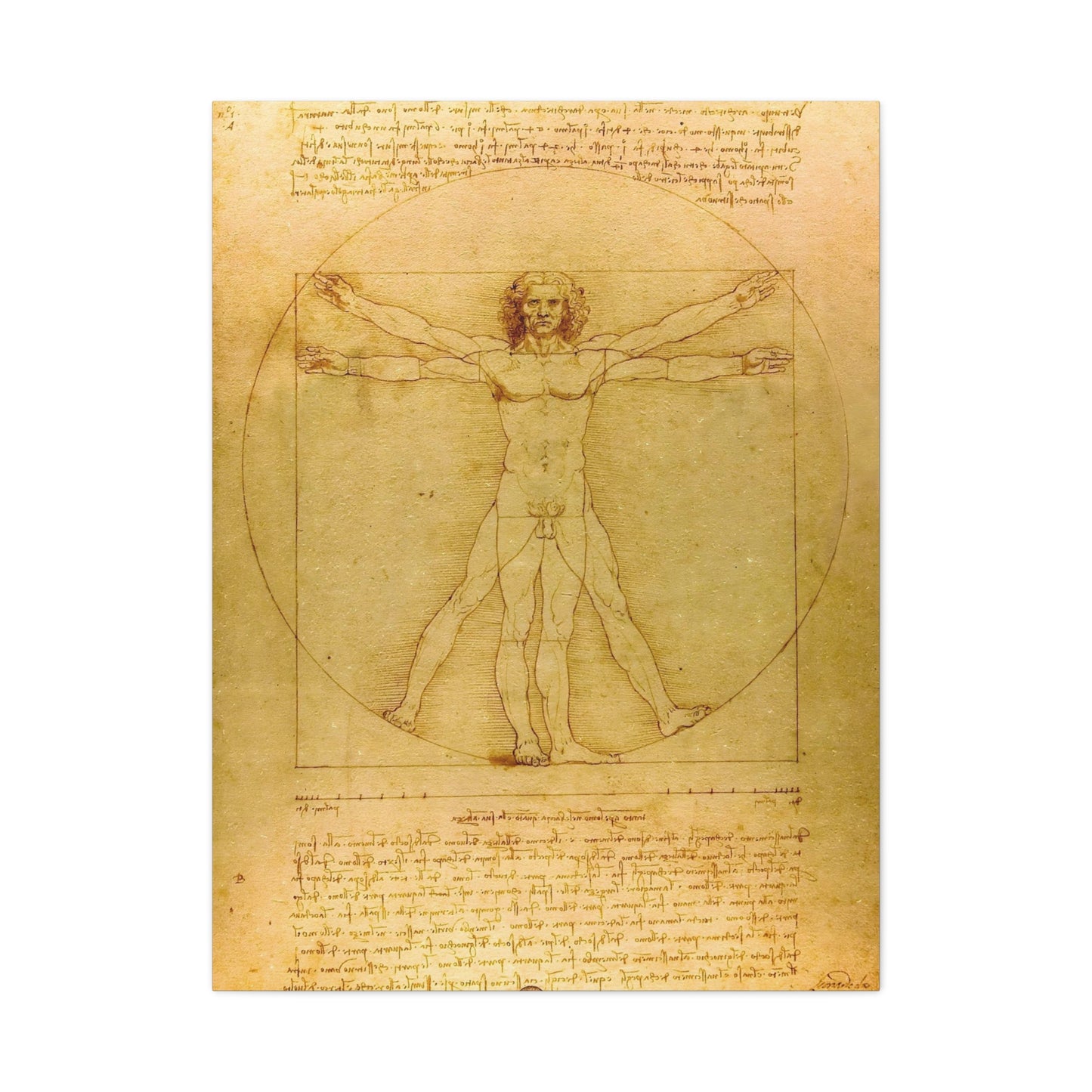 Vitruvian Man By Leonardo da Vinci