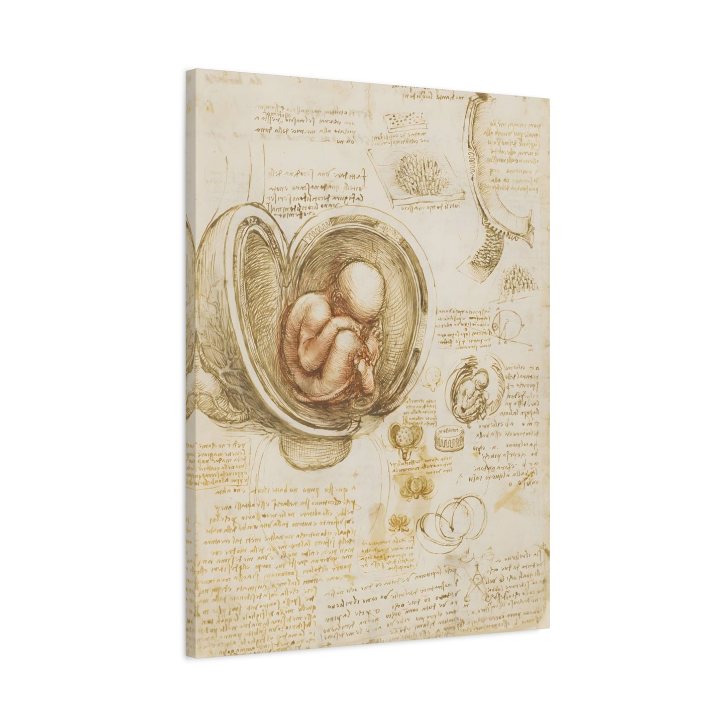 Studies of the Fetus in the Womb By Leonardo da Vinci