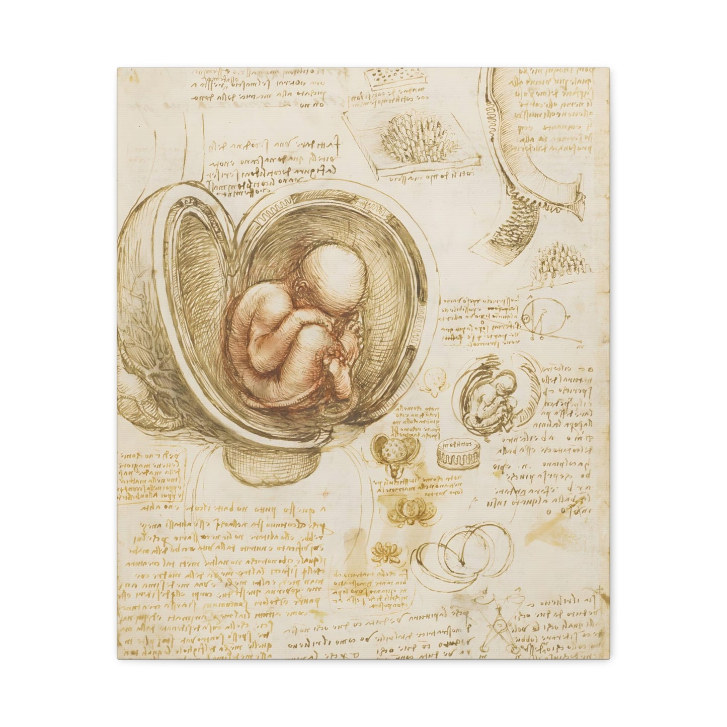 Studies of the Fetus in the Womb By Leonardo da Vinci