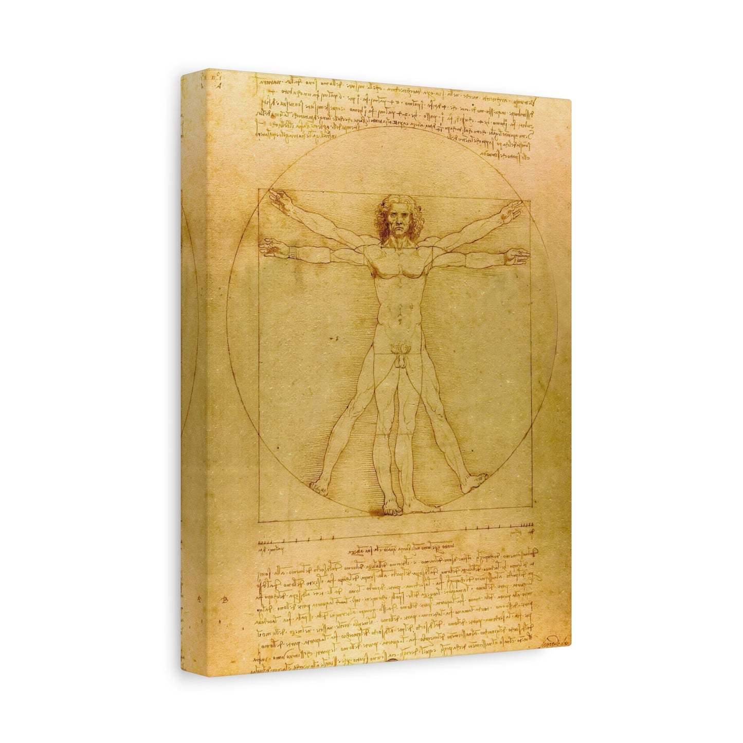 Vitruvian Man By Leonardo da Vinci