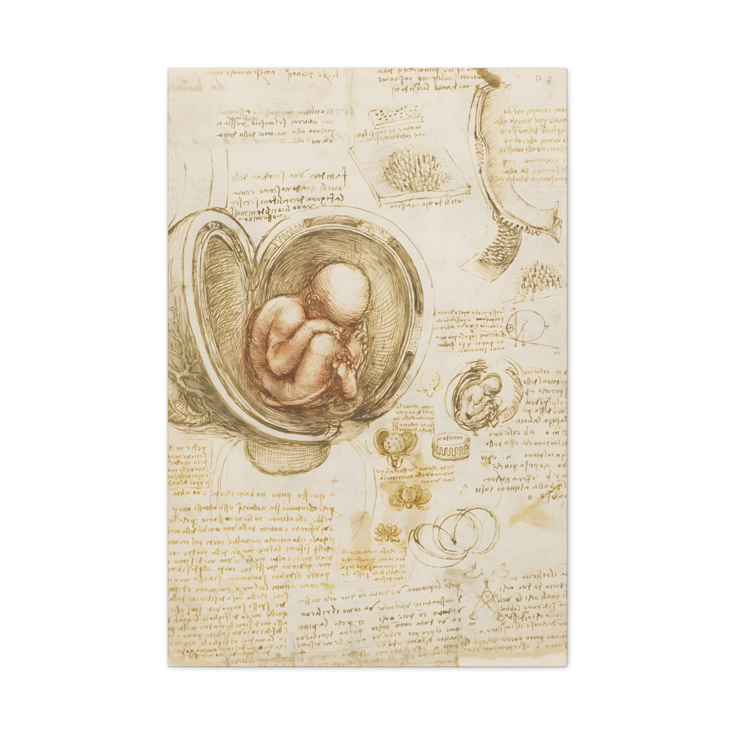 Studies of the Fetus in the Womb By Leonardo da Vinci