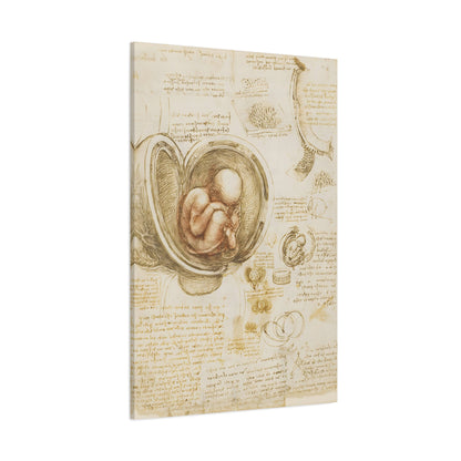 Studies of the Fetus in the Womb By Leonardo da Vinci