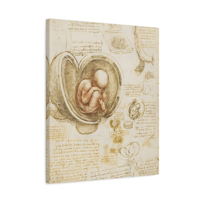 Studies of the Fetus in the Womb By Leonardo da Vinci