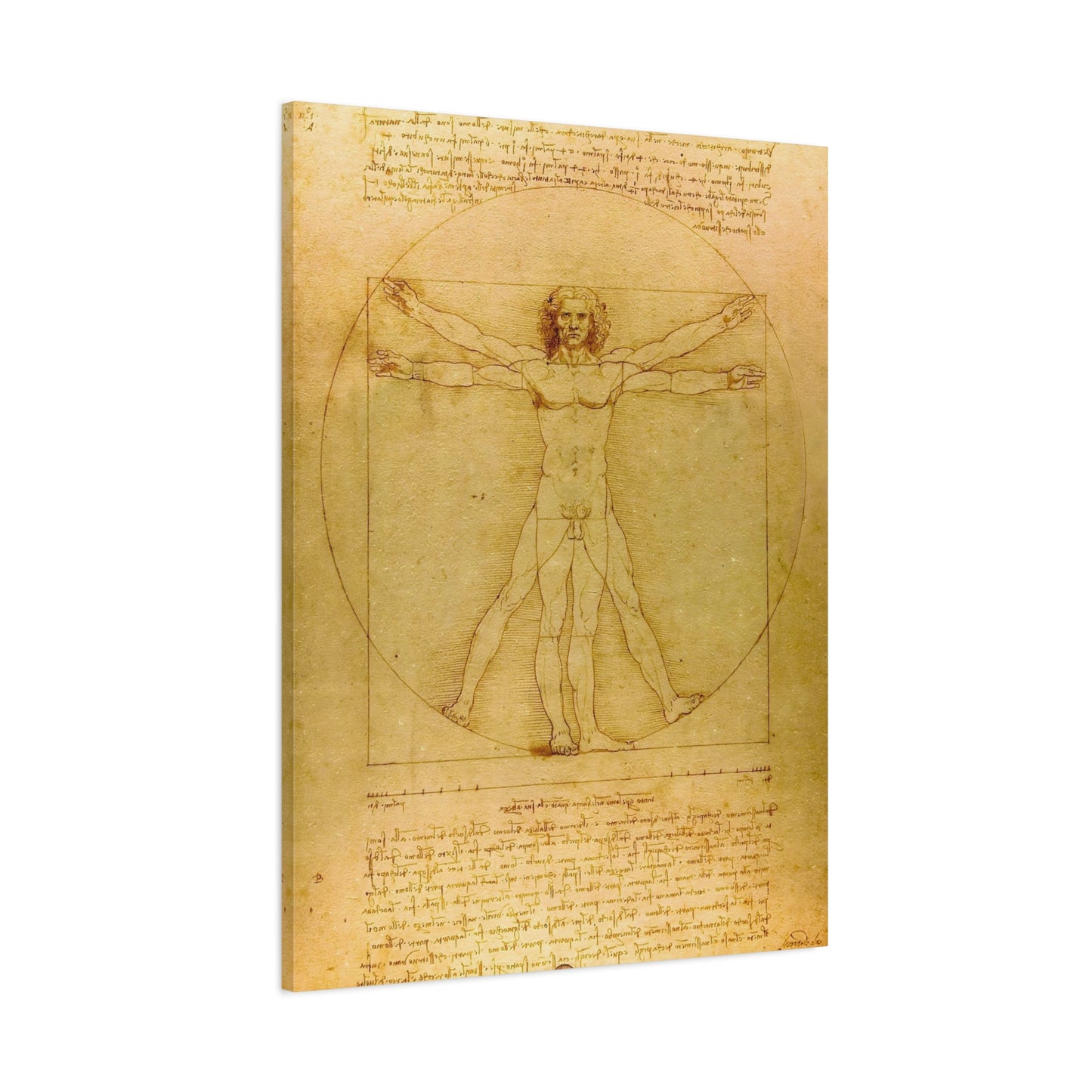 Vitruvian Man By Leonardo da Vinci