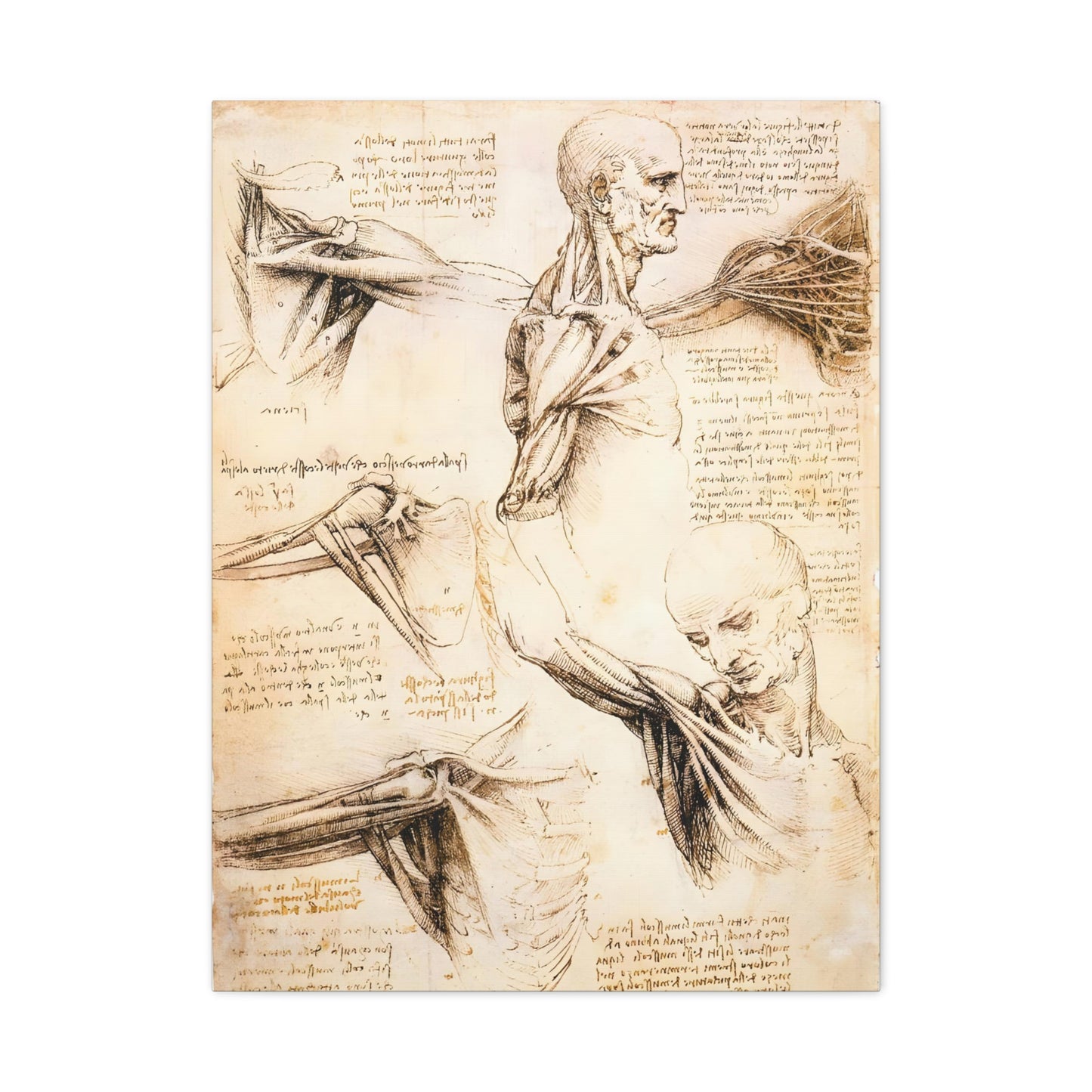 Anatomical Studies of the Shoulder By Leonardo da Vinci