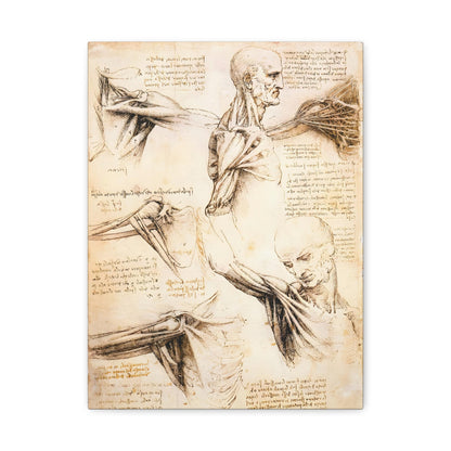 Anatomical Studies of the Shoulder By Leonardo da Vinci