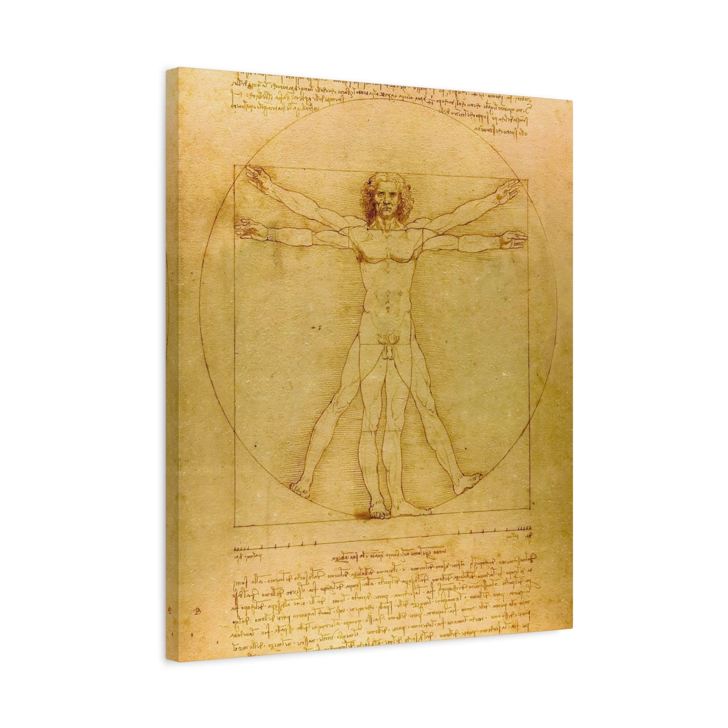 Vitruvian Man By Leonardo da Vinci