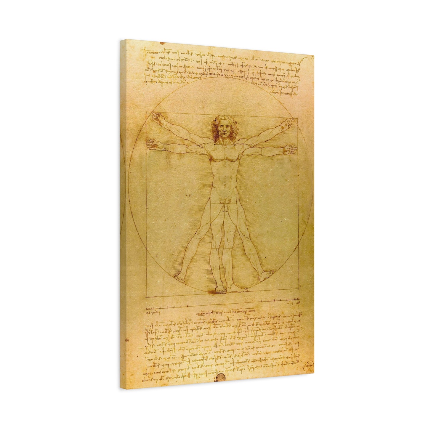 Vitruvian Man By Leonardo da Vinci