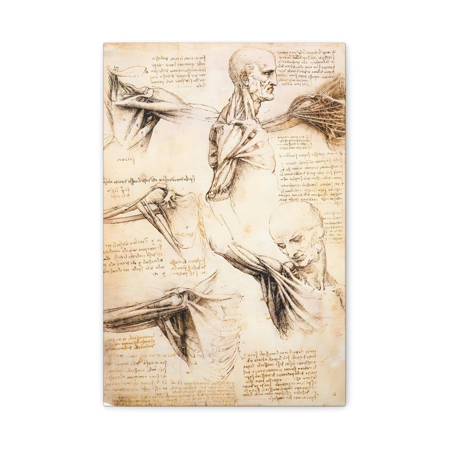 Anatomical Studies of the Shoulder By Leonardo da Vinci