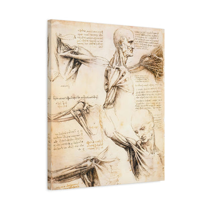 Anatomical Studies of the Shoulder By Leonardo da Vinci