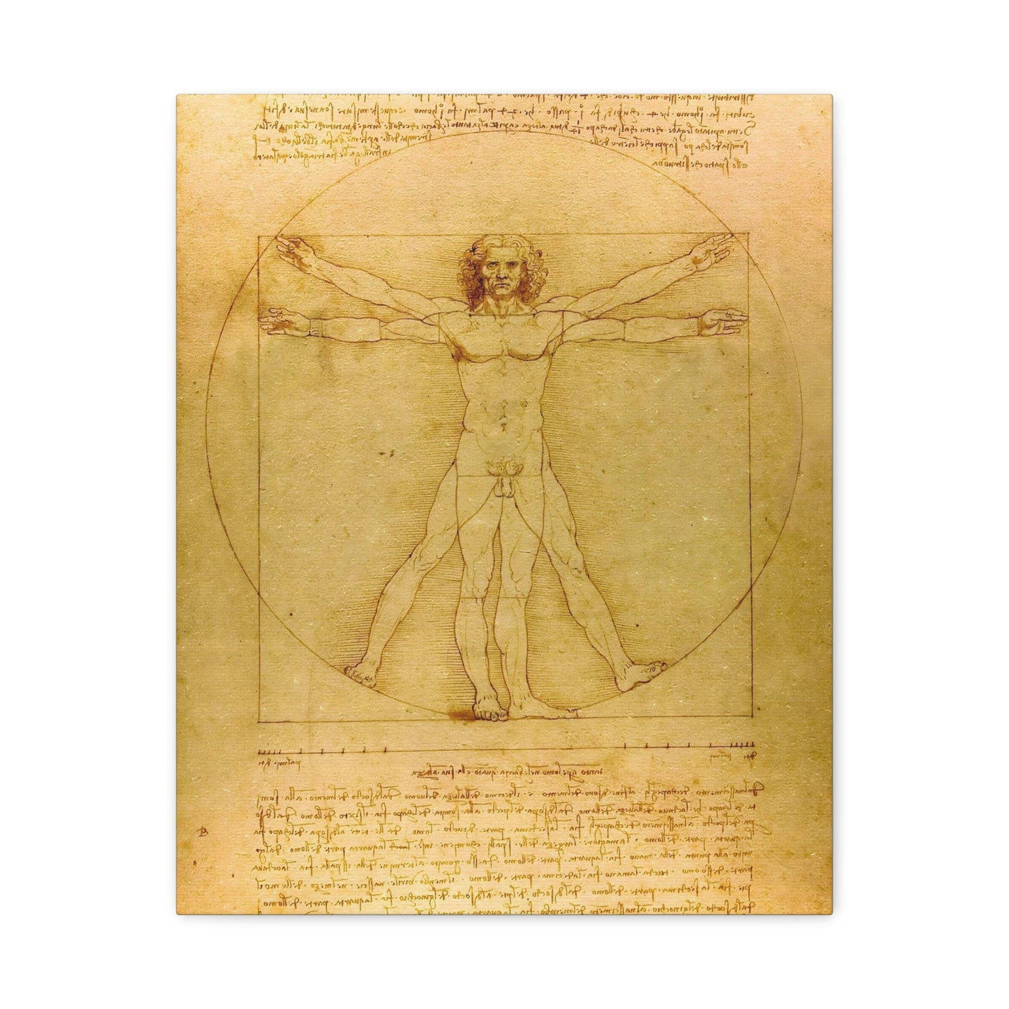 Vitruvian Man By Leonardo da Vinci