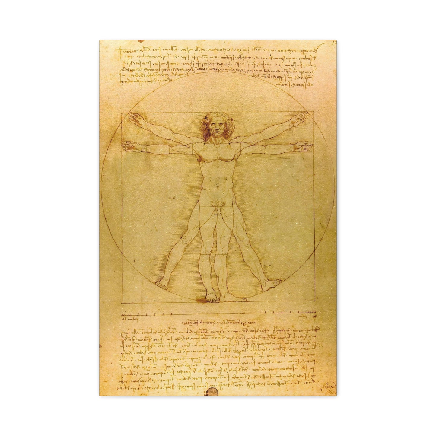 Vitruvian Man By Leonardo da Vinci