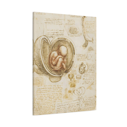 Studies of the Fetus in the Womb By Leonardo da Vinci