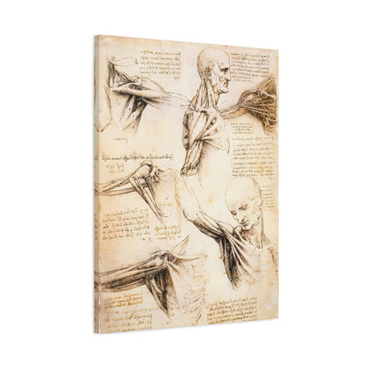 Anatomical Studies of the Shoulder By Leonardo da Vinci