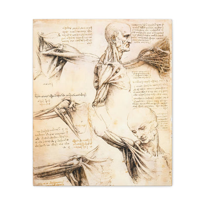 Anatomical Studies of the Shoulder By Leonardo da Vinci