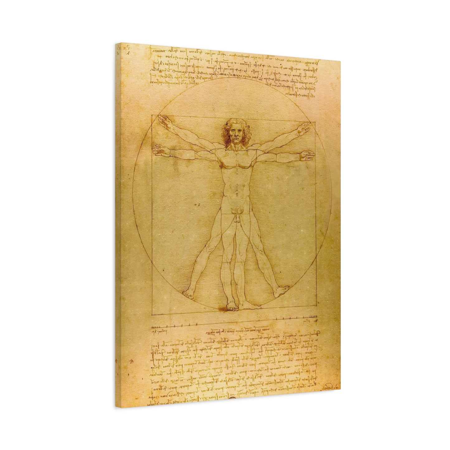 Vitruvian Man By Leonardo da Vinci