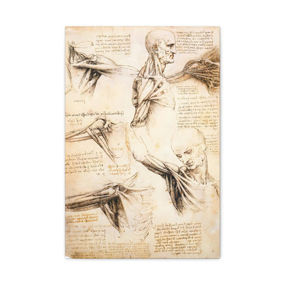 Anatomical Studies of the Shoulder By Leonardo da Vinci