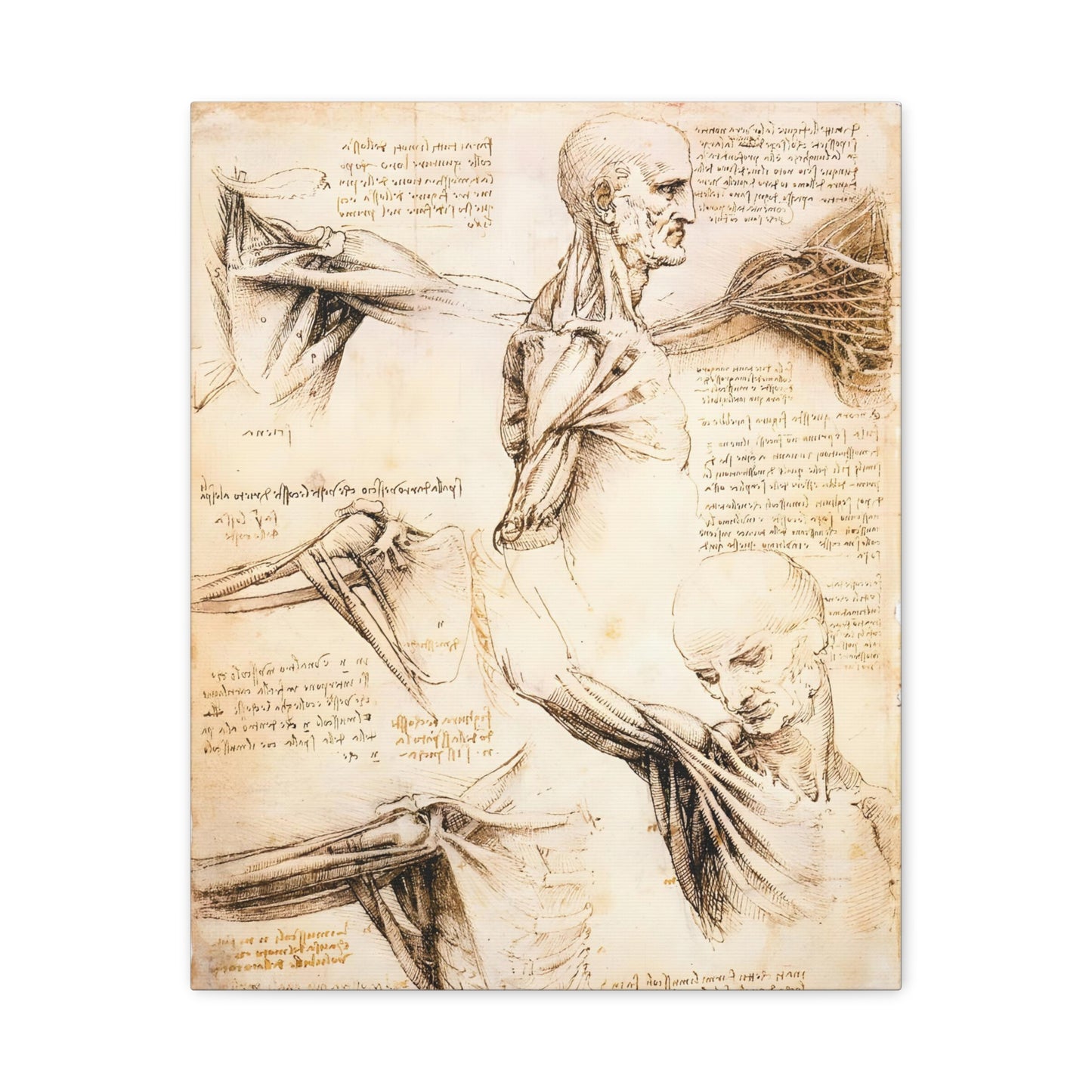 Anatomical Studies of the Shoulder By Leonardo da Vinci