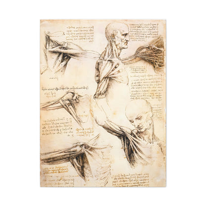 Anatomical Studies of the Shoulder By Leonardo da Vinci