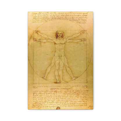 Vitruvian Man By Leonardo da Vinci