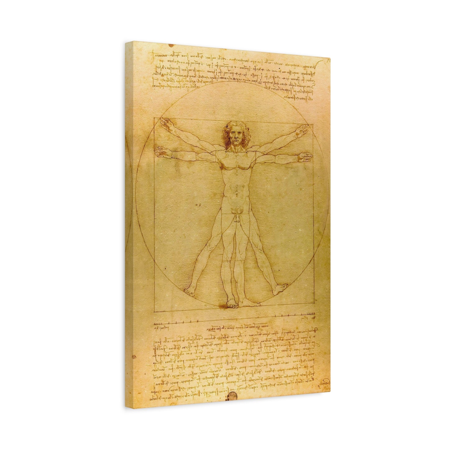 Vitruvian Man By Leonardo da Vinci