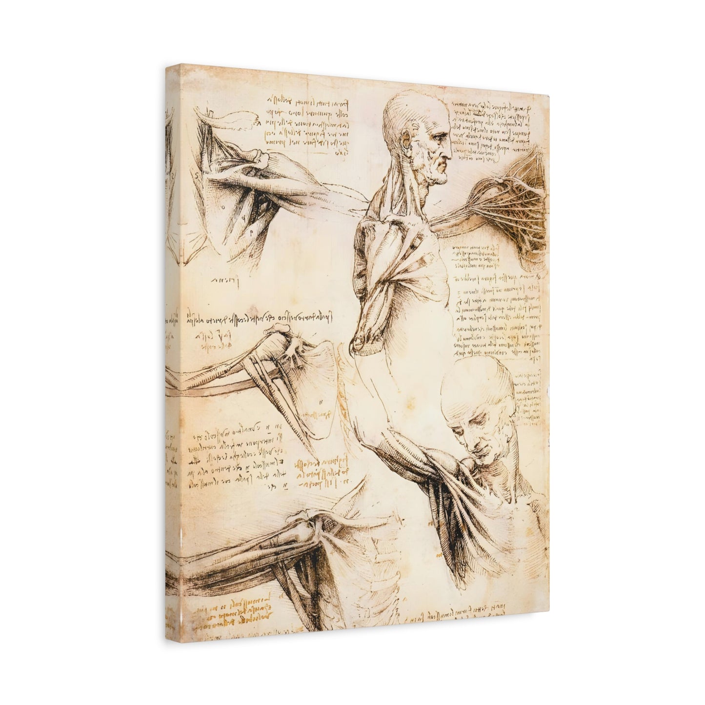 Anatomical Studies of the Shoulder By Leonardo da Vinci