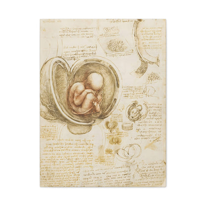 Studies of the Fetus in the Womb By Leonardo da Vinci