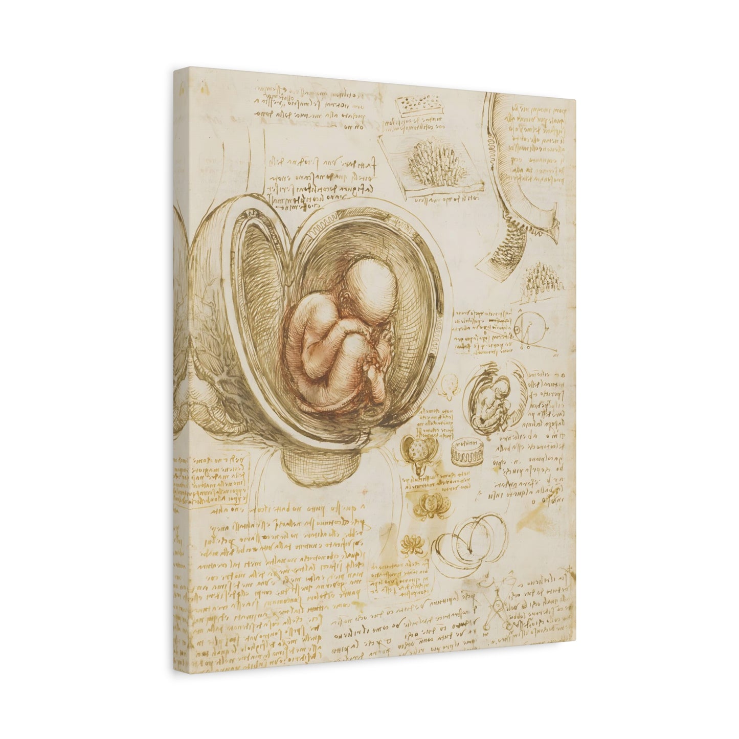 Studies of the Fetus in the Womb By Leonardo da Vinci