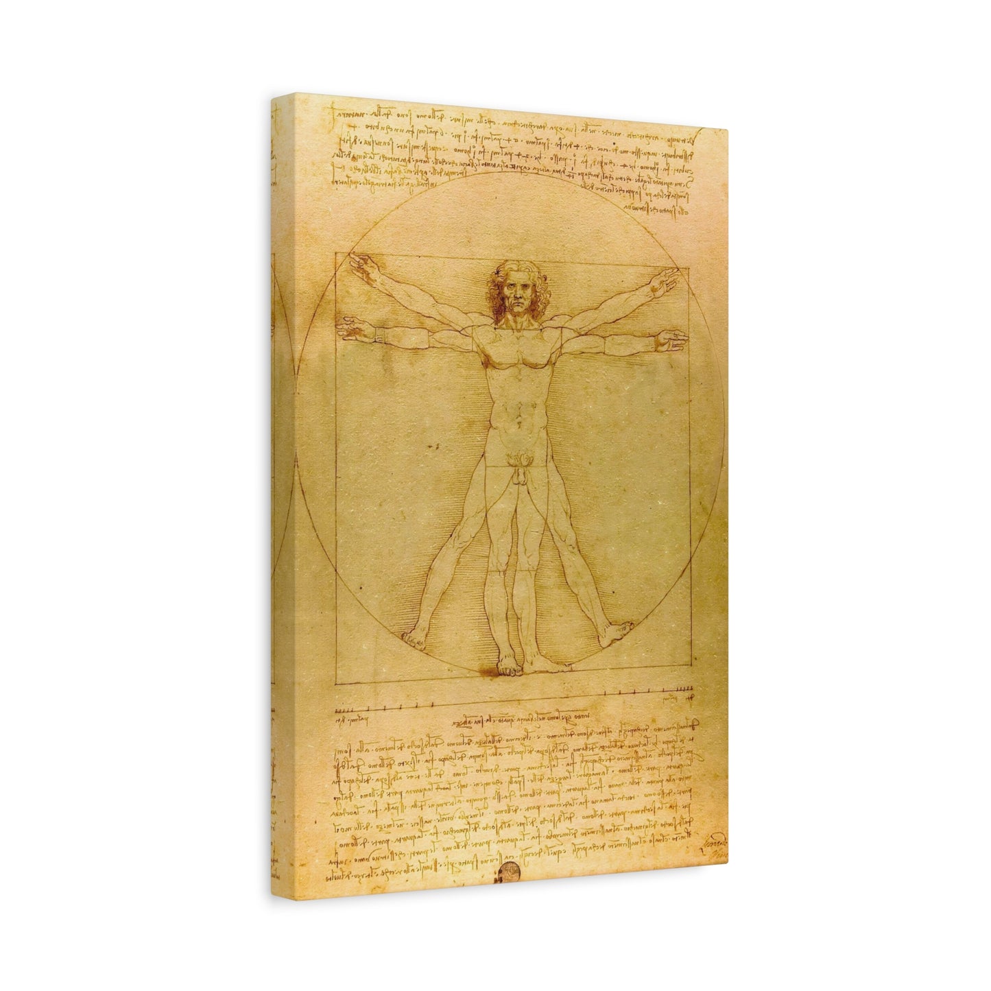 Vitruvian Man By Leonardo da Vinci