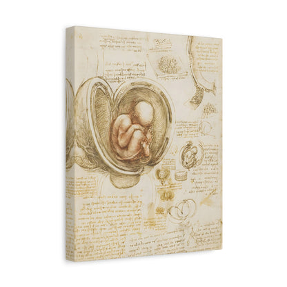 Studies of the Fetus in the Womb By Leonardo da Vinci