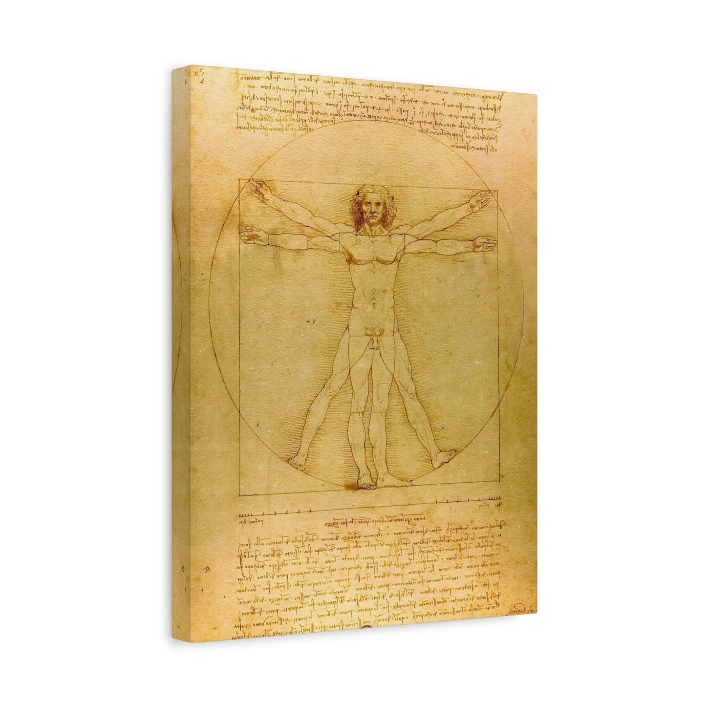 Vitruvian Man By Leonardo da Vinci