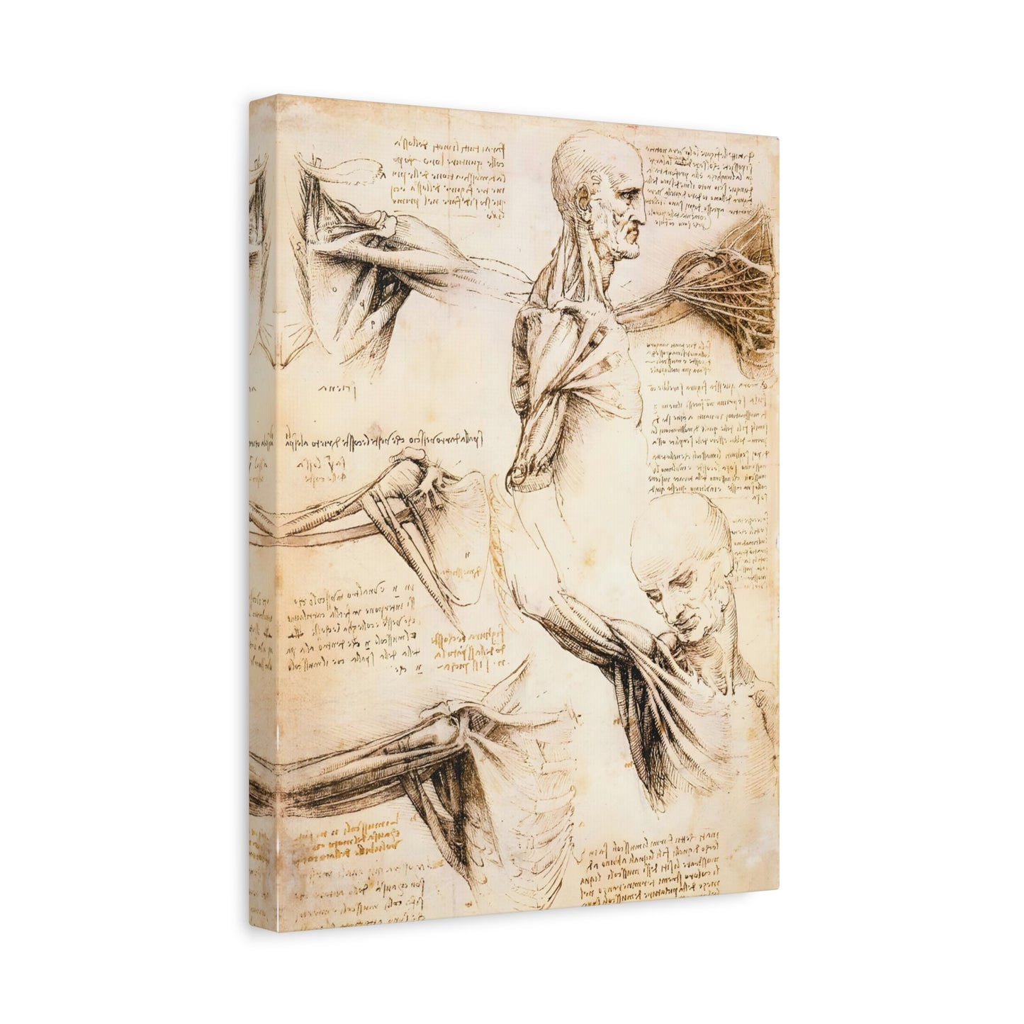 Anatomical Studies of the Shoulder By Leonardo da Vinci