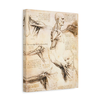 Anatomical Studies of the Shoulder By Leonardo da Vinci