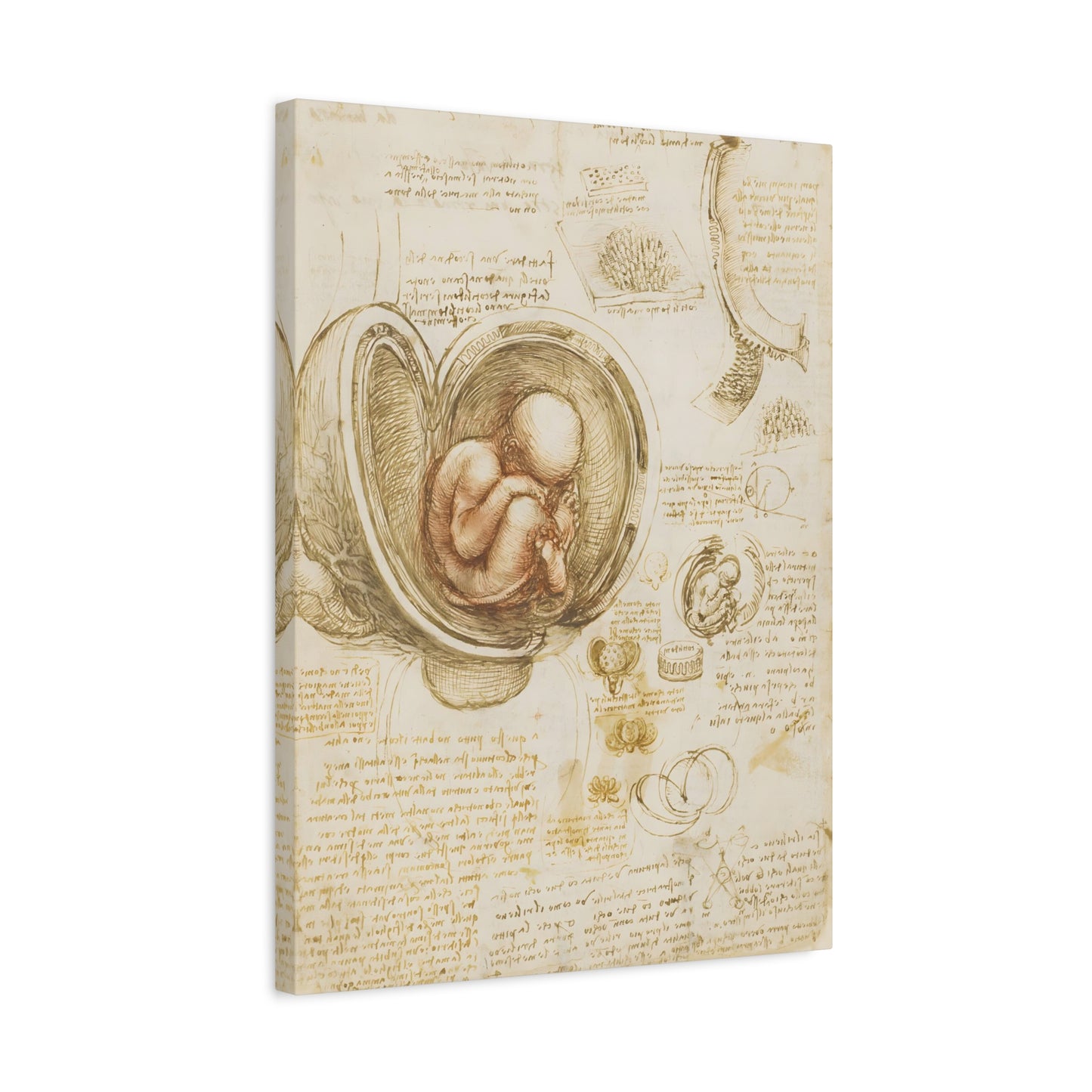 Studies of the Fetus in the Womb By Leonardo da Vinci