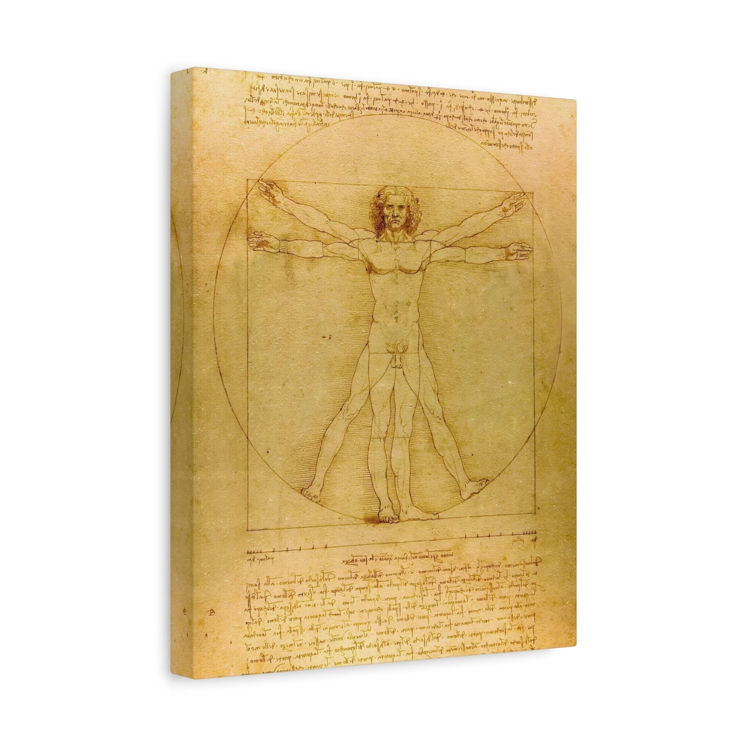 Vitruvian Man By Leonardo da Vinci