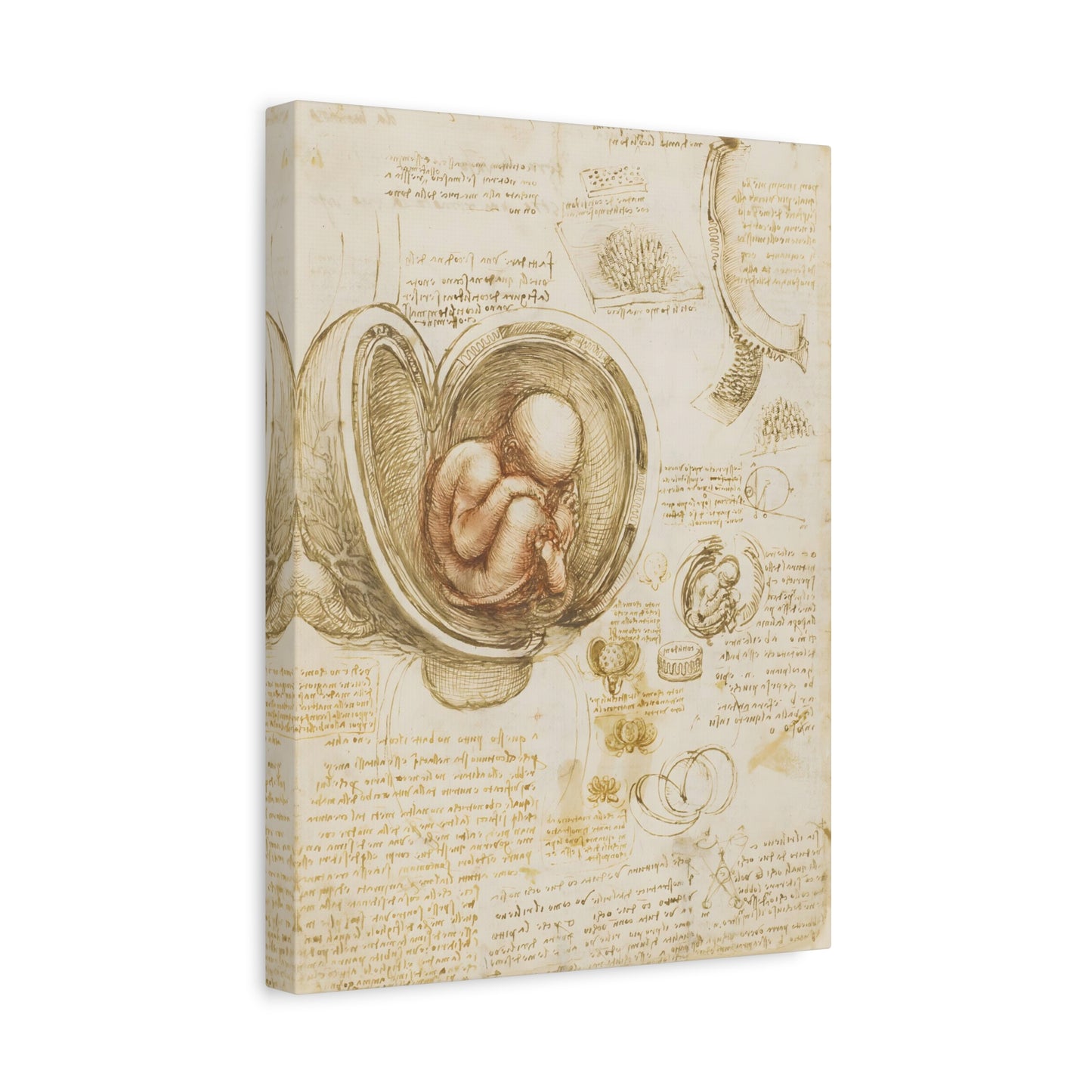 Studies of the Fetus in the Womb By Leonardo da Vinci