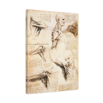 Anatomical Studies of the Shoulder By Leonardo da Vinci