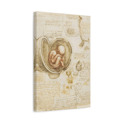 Studies of the Fetus in the Womb By Leonardo da Vinci