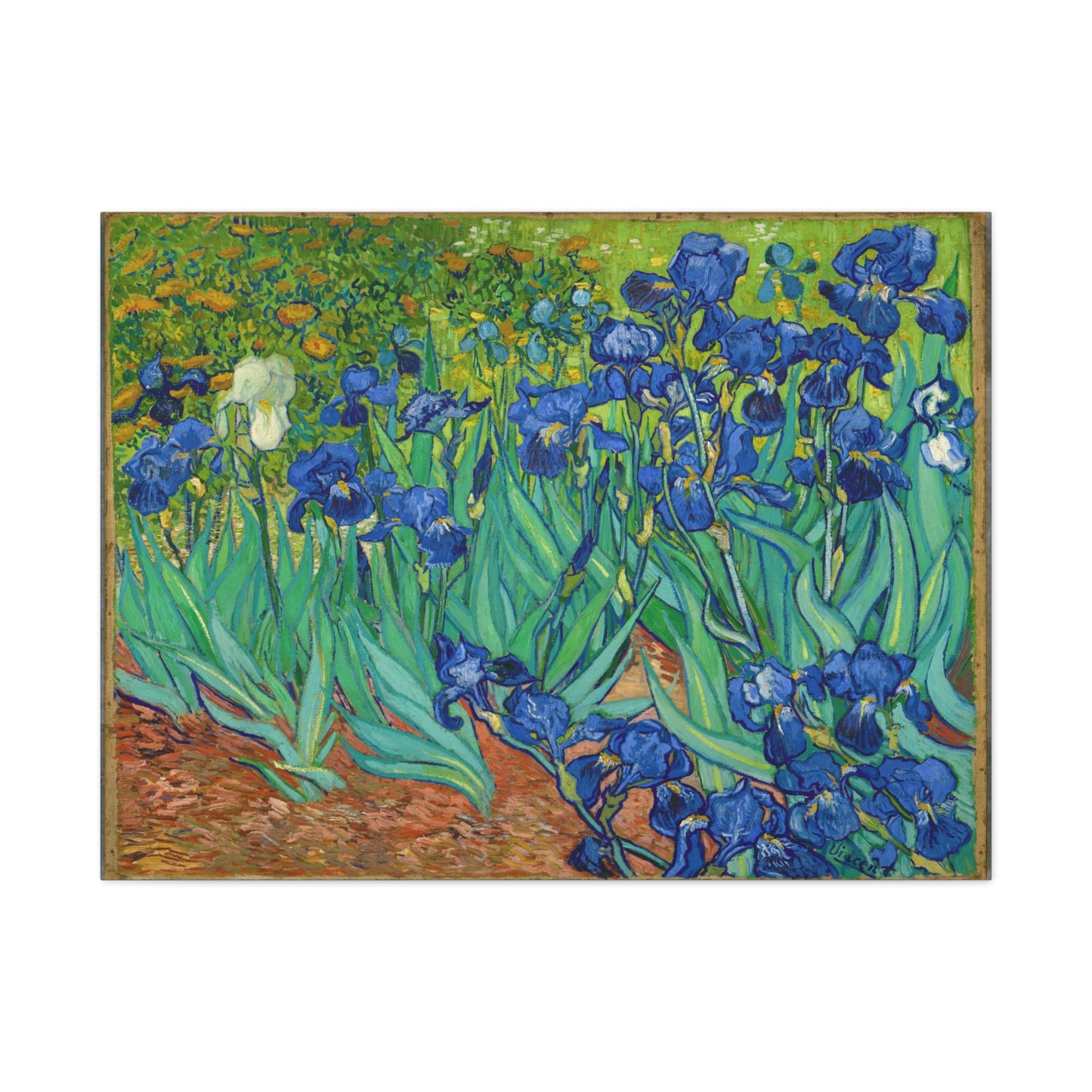 Irises By Vincent van Gogh