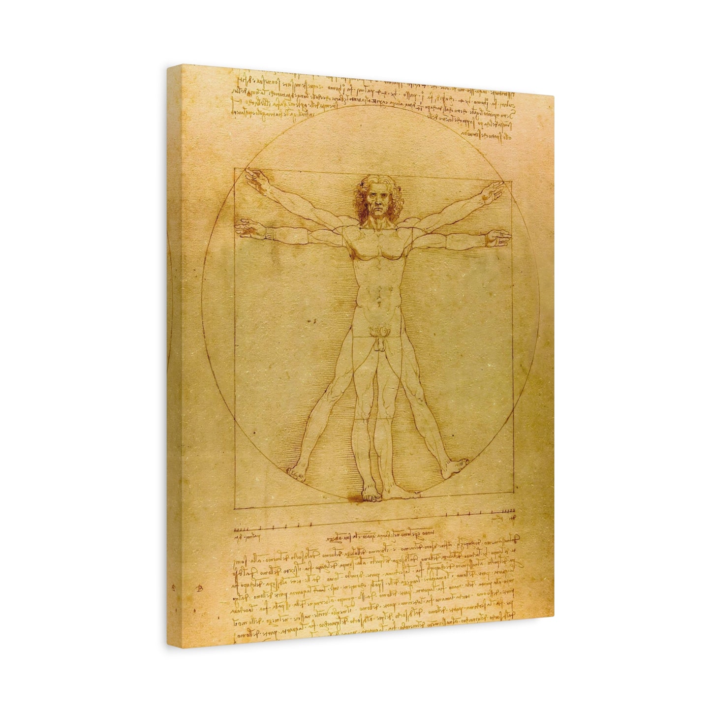 Vitruvian Man By Leonardo da Vinci