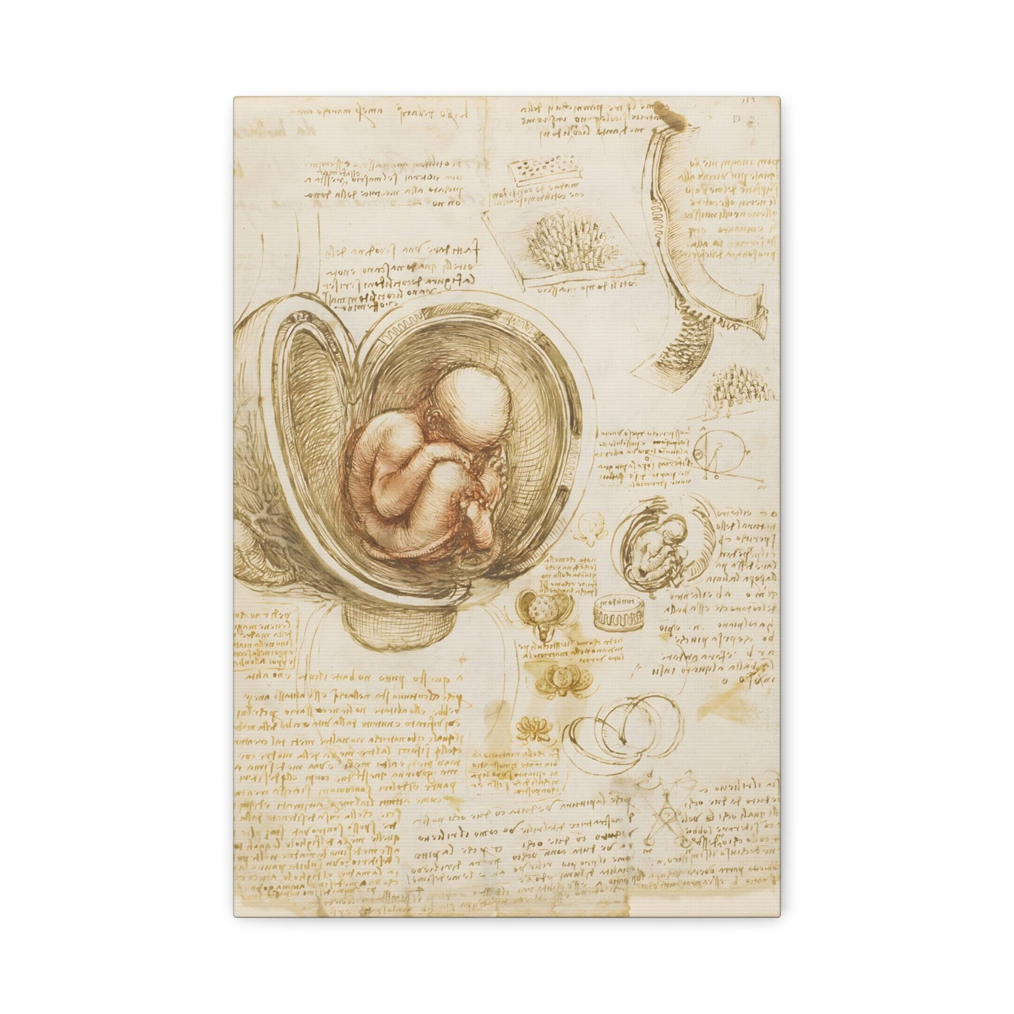 Studies of the Fetus in the Womb By Leonardo da Vinci